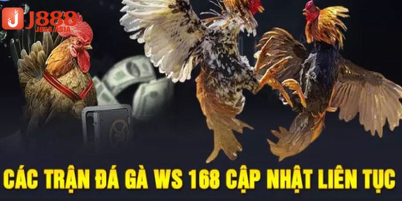 Những ưu điểm vượt trội của sảnh đá gà ws168