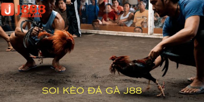 kinh nghiệm soi kèo đá gà j88