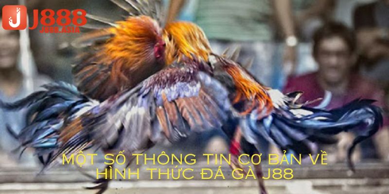 Một số thông tin cơ bản về đá gà J88